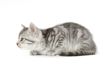 Britisch Langhaar Katze isoliert auf weißem Grund