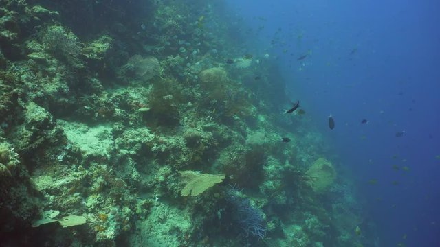 Fish and coral reef. Dive, underwater world, corals and tropical fish. Bali,Indonesia. Diving and snorkeling in the tropical sea. Wonderful and beautiful underwater world with corals and tropical fish