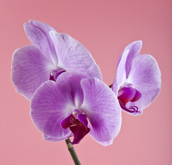 orchids on a pink background