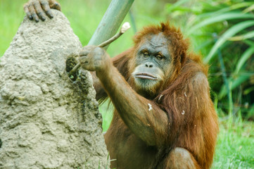 Orangutan Eating Ants