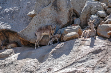 Mountain Goat with Baby