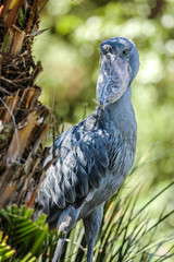 Stone-Faced Bird