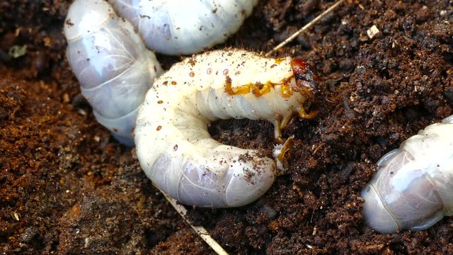 the larva of the bark beetle is removed from the tree