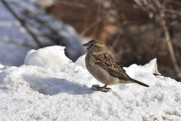 gray brown city sparrow sits on a spring melting snow