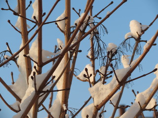 tree under snow