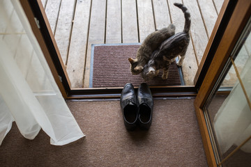 Black men's leather shoes are standing on the threshold. Two stray cats sniff men's shoes. Wedding details.