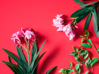 tropical and summer flatlay minimal concept from two pink flower with sharp green leaf arrange on red background