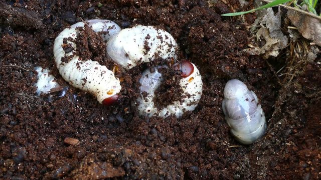 several larvae of the bark beetle, rummaging in sawdust trying to hide.