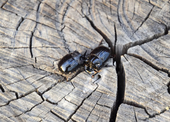 A rhinoceros beetle on a cut of a tree stump. A pair of rhinocer