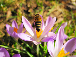 Biene schwebt über lila Krokus Blüte