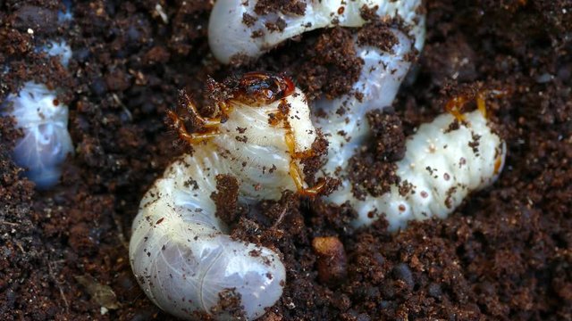several larvae of the bark beetle, rummaging in sawdust trying to hide.