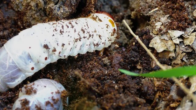 several larvae of the bark beetle, rummaging in sawdust trying to hide.