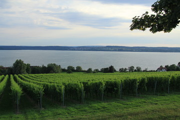 Vineyard on the shore of Lake Constance