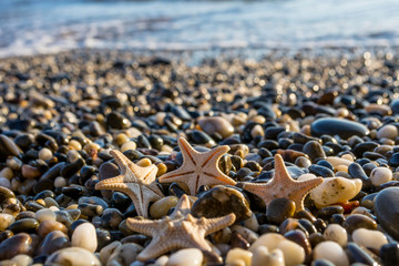 Seashells on the beach