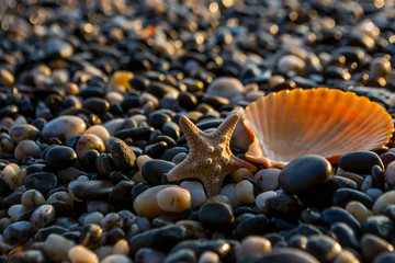 Seashells on the beach