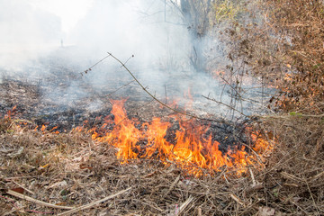 Natural disaster with fire in forest