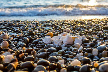 Obraz premium Seashells on the beach