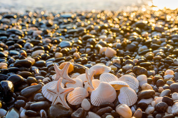 Fototapeta premium Seashells on the beach
