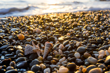 seashells on the beach