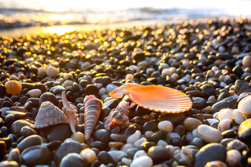 Sea shells at sunset