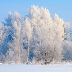 Beautiful winter forest with snow covered trees. Winter background