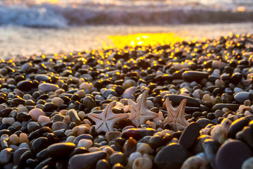 Fototapeta premium Sea shells at sunset