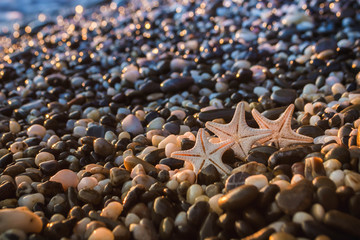seashells on the beach