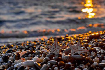 Obraz premium Seashells on the beach
