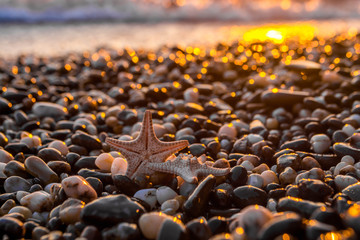 Sea shells at sunset