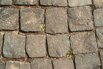 Obraz premium Old cobblestoned pavement background