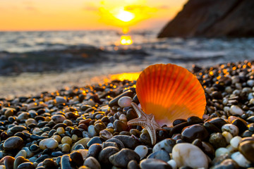 Sea shells at sunset