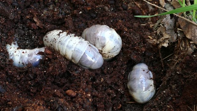 several larvae of the bark beetle, rummaging in sawdust trying to hide.