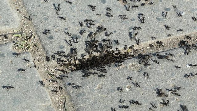 ants crawl out of a crack in concrete