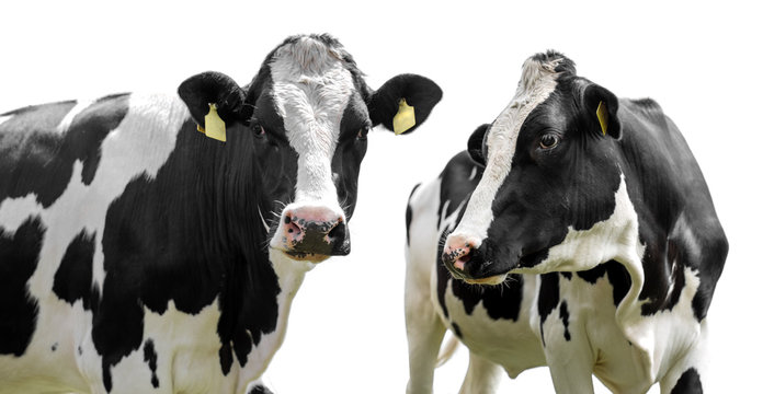  two cows isolated on a white background
