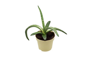 Aloe plant in a pot.