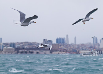 Fototapeta na wymiar Seagulls flying over the Bosphorus