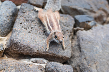 side view of barbary ground quirrel on stone wall