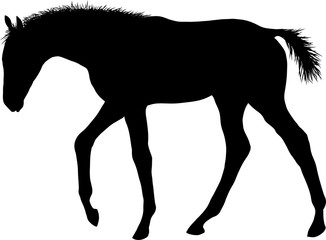 A silhouette of a little sad foal wandering somewhere.