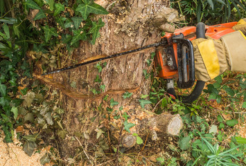 Baumschnitt Fälltechnik der Fallkerb wird ausgeführt - Tree cutting closeup