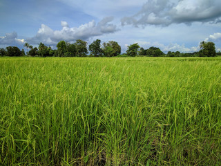 rice field with blue sky