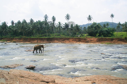 Lonely Elephant Enters A Turbulent River, Stepping Over Big Stones