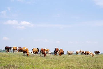 Naklejka na ściany i meble Herd of cows and horses are grazed on a meadow in summer sunny day