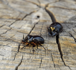 A rhinoceros beetle on a cut of a tree stump. A pair of rhinocer