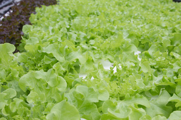 Hydroponics vegetable farm. Fresh hydroponics vegetable farm, Salads vegetable hydroponics farm.