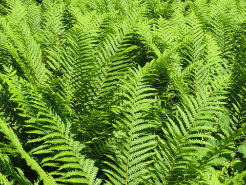 Dense thickets of fern