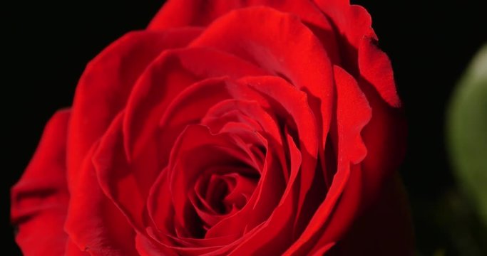 3088 Red Rose Close Up, 4K