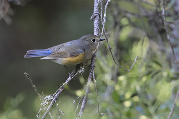 Red flanked bluetail