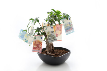 Euro Geldscheine hängen an einem kleinen Baum