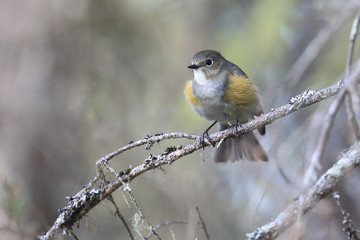 Red flanked bluetail