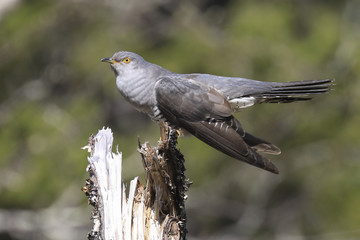 Cuckoo